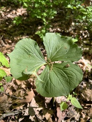 Trillium flexipes