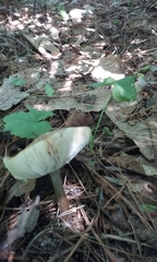 Melanoleuca polioleuca