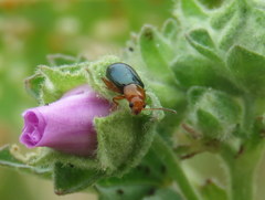 Podagrica fuscicornis