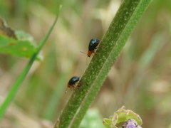 Podagrica fuscicornis