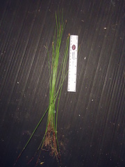Eleocharis montevidensis