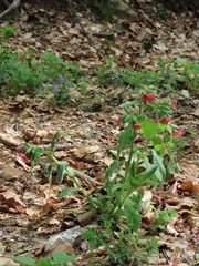 Pulmonaria rubra