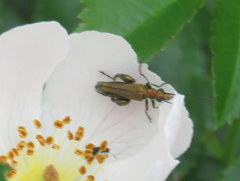 Oedemera nobilis