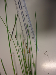 Eleocharis montevidensis