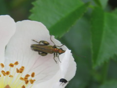 Oedemera nobilis