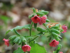 Pulmonaria rubra
