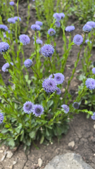 Globularia trichosantha