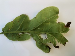 Xanthomonas