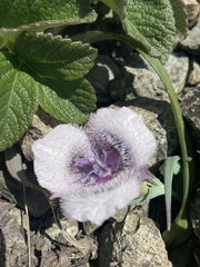 Calochortus tolmiei