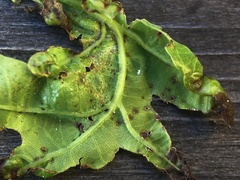 Xanthomonas