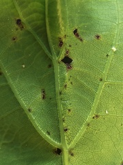 Xanthomonas