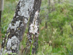 Asphodelus albus carpetanus