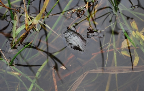 Great Silver Water Beetle, photo 5 of 9