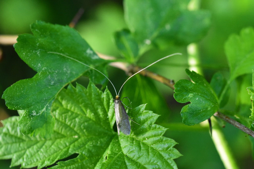 Scarce Long-horn