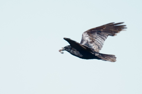 Common Raven photographed in North Dakota