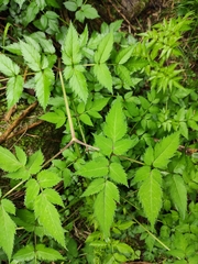 Angelica dahurica