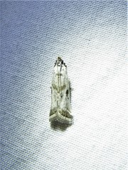 Diviana eudoreella