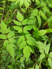 Angelica dahurica
