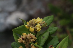 Anastrabe integerrima