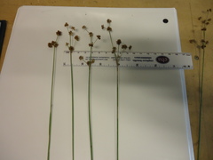 Juncus acuminatus