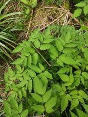 Angelica dahurica