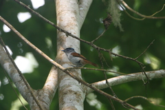 Terpsiphone atrochalybeia