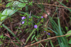 Aristea compressa