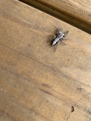 Platycryptus