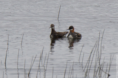 Lyskonoh úzkozobý (Phalaropus lobatus)
