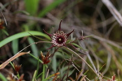 Brachystelma australe