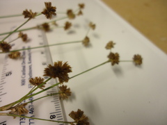 Juncus acuminatus
