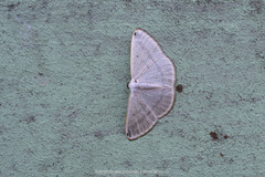 Lomographa atrinotapex