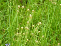 Armeria arenaria