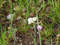 Armeria arenaria