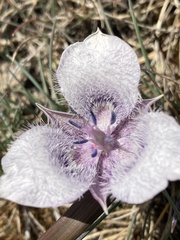 Calochortus tolmiei
