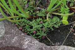 Brachystelma australe