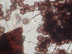 Polyschismium carestianum