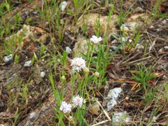 Armeria arenaria