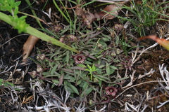 Brachystelma australe