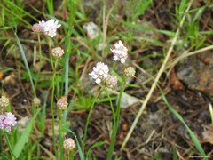 Armeria arenaria