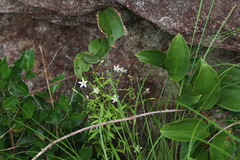 Chironia albiflora