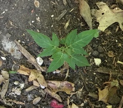Ailanthus