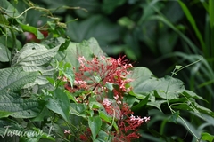 Clerodendrum paniculatum