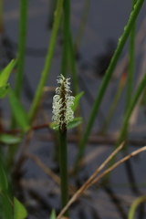 Eleocharis acutangula