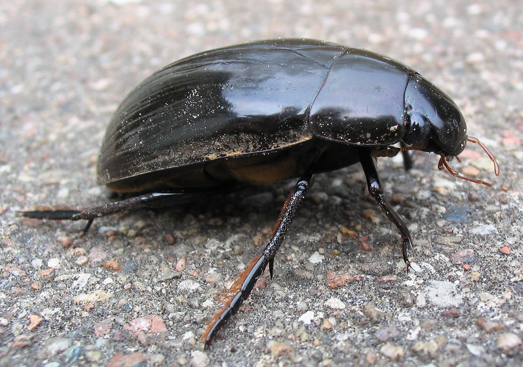 Great Silver Water Beetle, photo 1 of 9