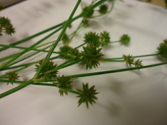 Juncus polycephalus