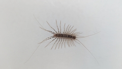 Scutigera coleoptrata