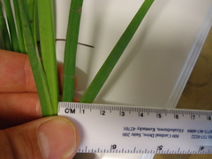 Juncus polycephalus