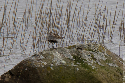 Pobrežník čiernozobý (Calidris alpina)