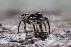 Habronattus sabulosus